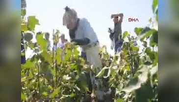 Söke'nin ilk pamuğu alıcısıyla buluştu