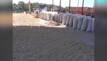 Antep'in fıstığı Manisalı köylünün geçim kaynağı oldu