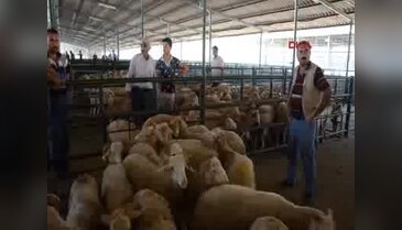 Manisa'da kurbanlık satışları başladı
