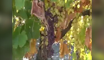 Manisa'da üzüm salkımlarını yağmur çürüttü