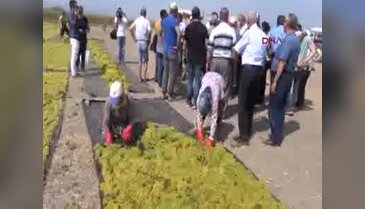CHP milletvekilleri, üzüm üreticileriyle biraraya geldi