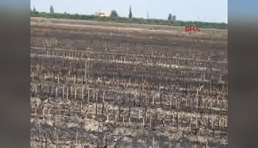 Adana, anız dumanı altında kaldı