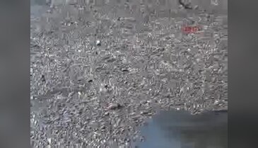 Derede kirlilik nedeniyle binlerce balık telef oldu