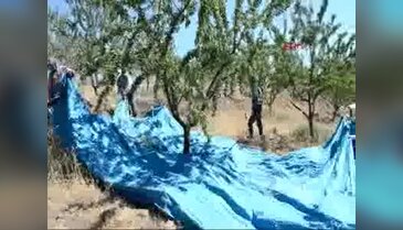 Kula'da badem hasadı başladı