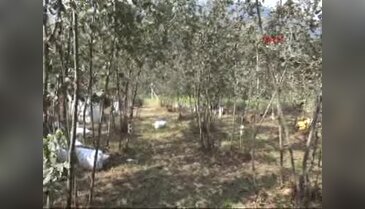 Üniversite öğrencileri staj kapsamında fındık topladı