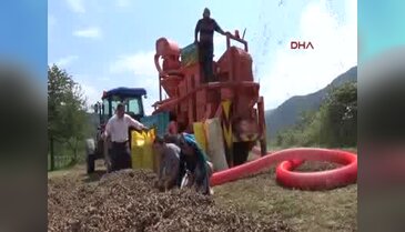 Fındıkta üretim alanı arttı, verim düştü