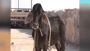 Denizden Angus kurtarma operasyonu