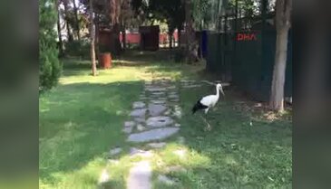 Anız yangınlarında yaralanan leylekler tedavide