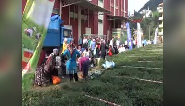 Çayı 'Toplamak' ve 'En iyi demlemek' için yarıştılar