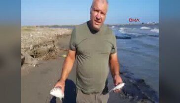 Seyhan Nehri'nin denize döküldüğü noktada balık ölümleri