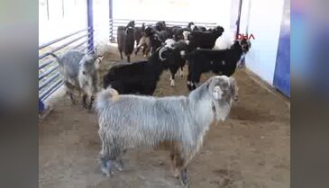 Makü Honamlı keçisinin saf ırkını yetiştirdi