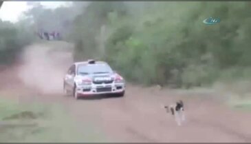 İşte dünyanın en şanslı köpeği: Gözlerinize inanamayacaksınız