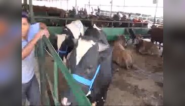 Manisa'da kurban pazarında Zafer Bayramı kutlaması