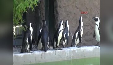 Afrika penguenleri ziyaretçilerin ilgi odağı oldular