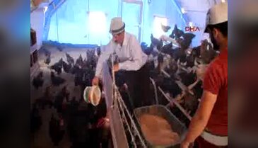Hakkari'de 4 bin 500 tavuklu çiftlik açıldı