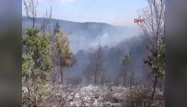Uşak'ta orman yangını
