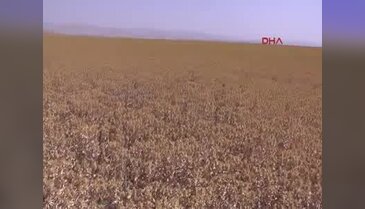 Muş Ovası'nda aspir yetiştiriliyor