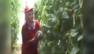 Yayla domatesi yüz güldürüyor