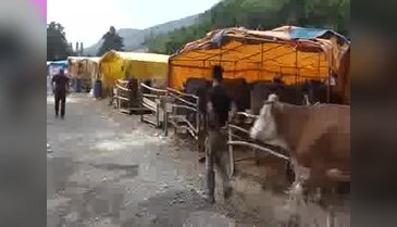 Kurbanlık deve 'Aşık', 10 bin liraya alıcı bekliyor