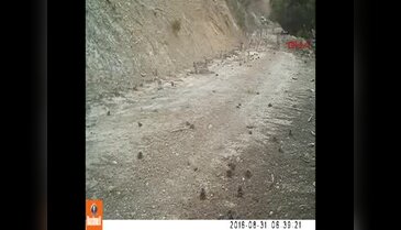 Kurt sürüsü foto kapanda