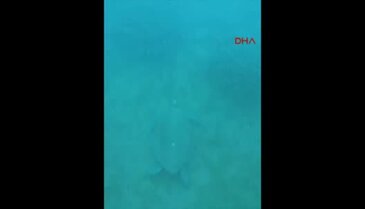 Caretta carettalar Marmaris'i mesken tuttu