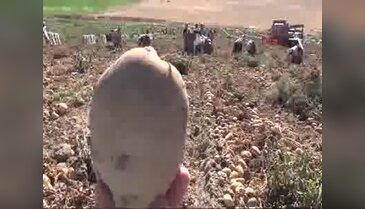 700 bin ton patates tarlada kaldı
