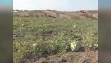Silivri'deki 5.Karpuz Festivali'nden renkli görüntülere sahne oldu