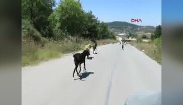Kurtköy Ormanında 3 bin köpek - 1