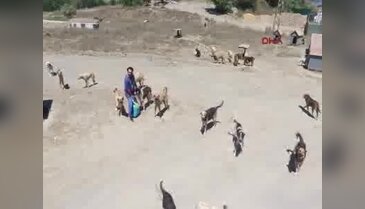 Kurtköy Ormanında 3 bin köpek - 2