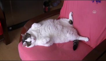 Bursa'da 11 kiloluk kedi diyetle zayıflayacak