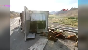 TIR devrildi, 200 kurbanlık koyun telef oldu