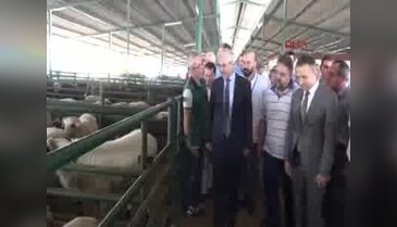 Vali Güvençer'in aracılığıyla 1200 kiloluk dana 16 bine satıldı