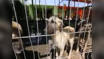 Şanlıurfa'da sokak köpekleri toplanıp kafese konuluyor