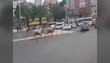 Ahırdan kaçan danalar Rize'yi birbirine kattı