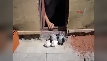 Zabıta kuş uçurtmadı