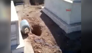 Aile mezarlığında tuzaklanmış 640 kilo patlayıcı bulundu - 2