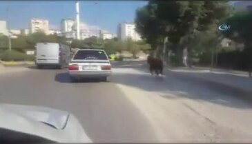 Kaçak boğa ortalığı birbirine kattı