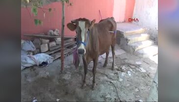 Kurban keserken kalp krizi geçiren kişi öldü