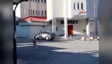 Aç kalan sokak köpekleri buzağılara saldırdı