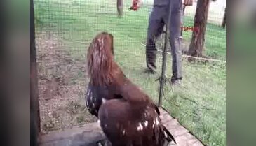 Aç kalan kartalı etle beslediler