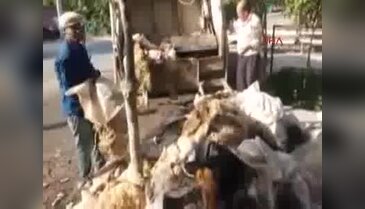 Camiye bağışlanan deriler çöpe atıldı