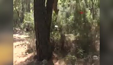 Kayıp Alman turistleri jandarma kurtardı