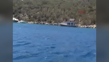Adadaki domuzlara tatilci yemeği