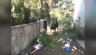 Balta ile yaralanan eşek tedavi edildi