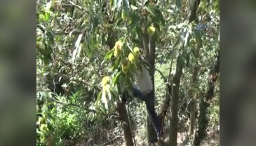 Bursa'da katil arılar 20 bin ağacı kuruttu, Uludağ'da hasat sıkıntılı başladı