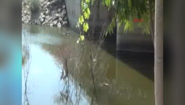 Bursa'da baykuşu kurtarmak için yol trafiğe kapatıldı