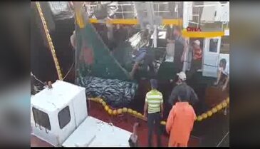 Bir günde 20 bin çift palamut geldi, 3 palamudun fiyatı 5 liraya düştü