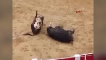 Yarımşar tonluk devler kafa kafaya çarpıştıkları anda öldüler