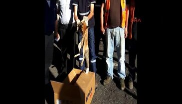 Bursa'da kurnaz tilki bacaya sıkıştı