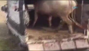 İnek tarafından tekmelenen adam oracıkta öldü